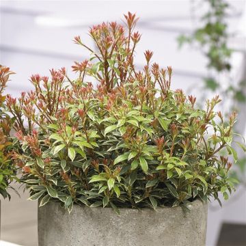 Pieris als(Little Frosty)