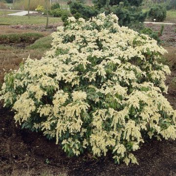 Pieris als ( Rosalinda)