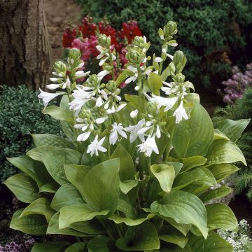 Hosta Royal Standard