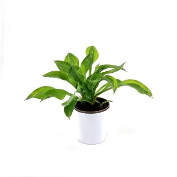 Hosta Yellow Polka Dot Bikini