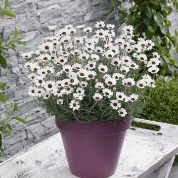 Rhodanthemum Casablanca