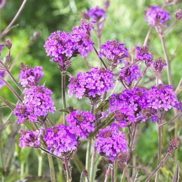 Verbena Rigida