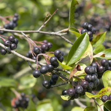 Aronia Prunifolia Viking V2