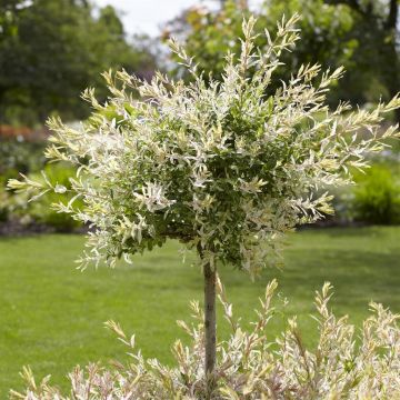 Salix integra Flamingo