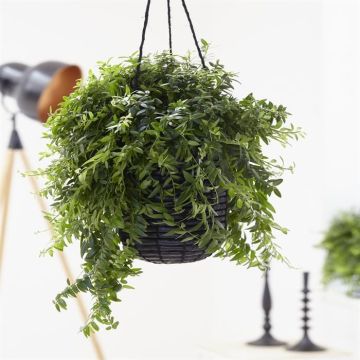 Aeschynantus Japhrolepsis