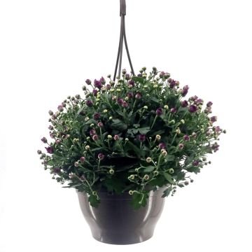 Chrysanthemum Various