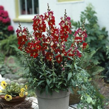 Penstemon tubular Bells Red