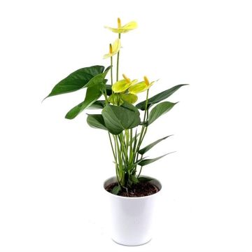 Anthurium Vanille