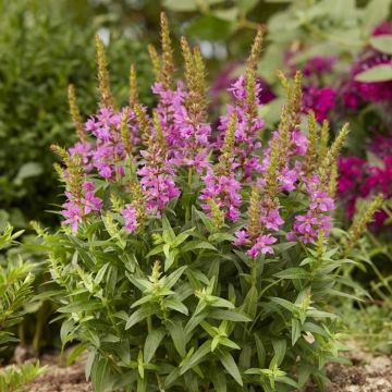 Lythrum salicaria Robin