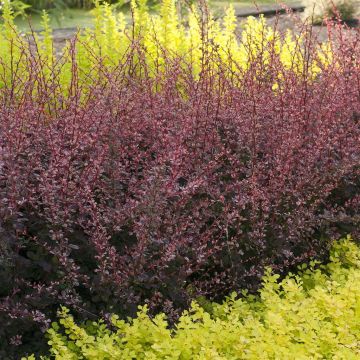 Berberis Thunbergii Flamingo