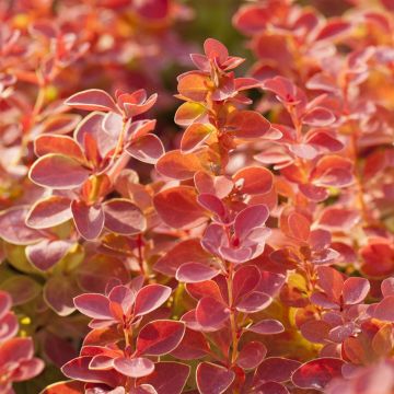Berberis Thunbergii Orange Ice