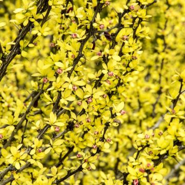 Berberis Thunbergii Pow Wow