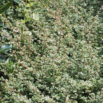 Berberis Thunbergii Silver Beauty