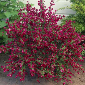 Cytisus Boskoop Ruby