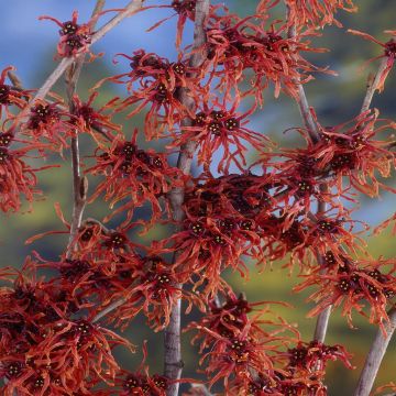 Hamamelis feuerzauber
