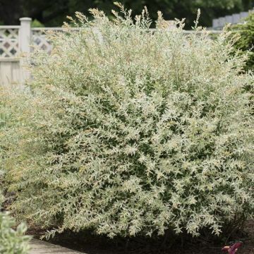 Salix Hakuro Nishiki