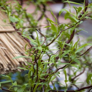 Salix Caradoc