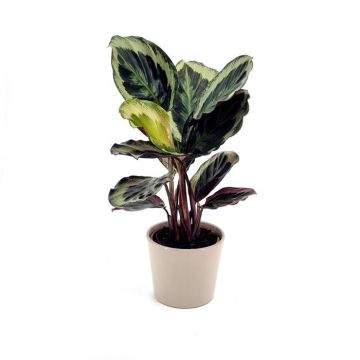 Calathea Marion