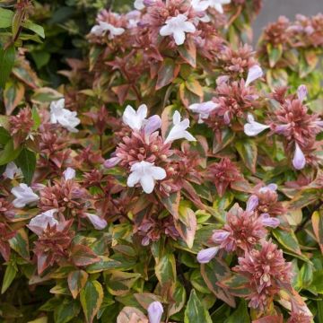 Abelia grandiflora daydream