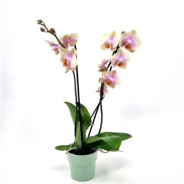 Phalaenopsis Bicolor