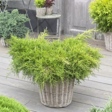 Juniperus pfitzeriana Old Gold