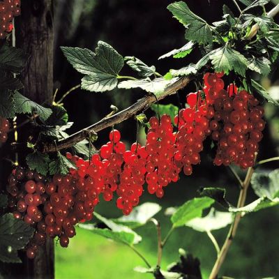 Ribes rubrum 'Jonkheer van Tets'
