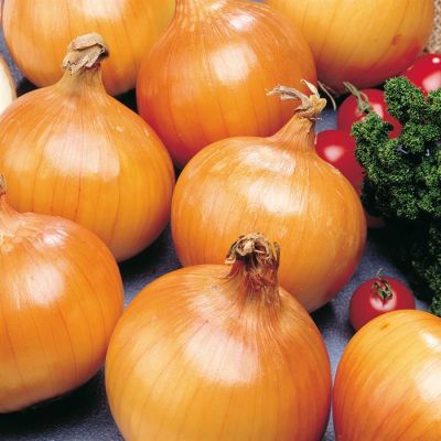 Ui Hyskin (Bewaarui)