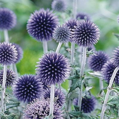 Echinops ritro Veitch Blue (Kogeldistel)