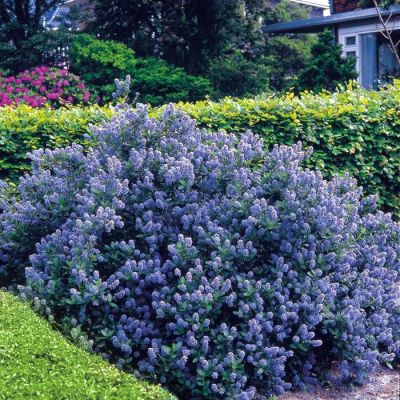 Ceanothus Yankee Point