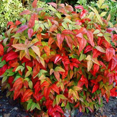 Nandina domestica Firepower 9 cm pot