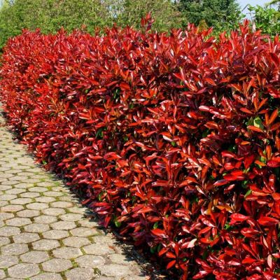 Photinia Fraseri Red Robin Haag x 5