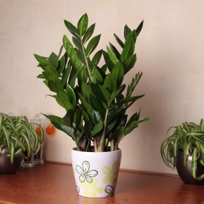 Zamioculcas zamiifolia 14cm Pot Zamioculcas zamiifolia 14cm Pot