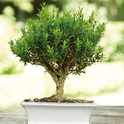 Bonsai Buxus Bezem Style