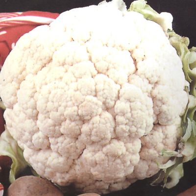 Herfstbloemkool Zaad