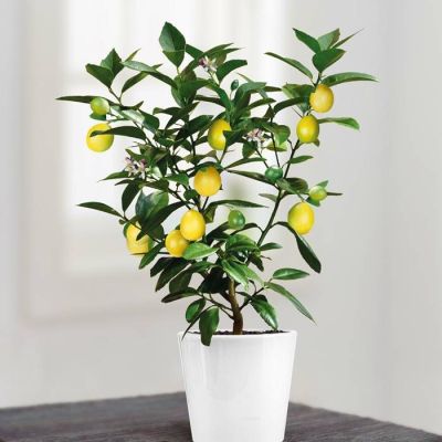 lemon tree v3