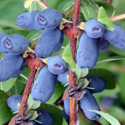Lonicera caerulea Morena 9 cm pot