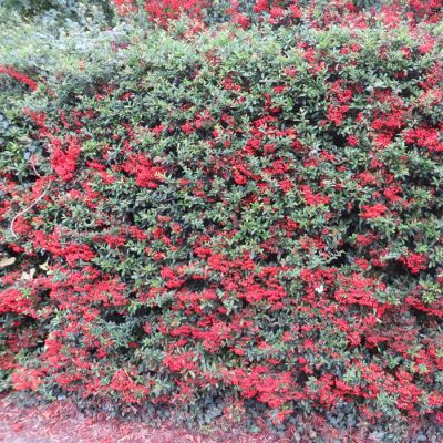 Pyracantha coccinea Red Column x 5