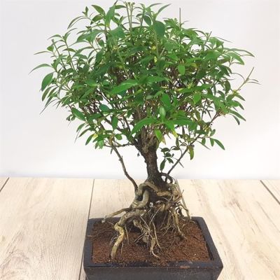 Bonsai Ilex exposed roots 20 cm pot
