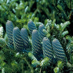 Abies Koreana (Koreaanse Zilverspar)