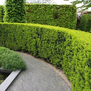 Taxus Baccata Haagplanten x 5