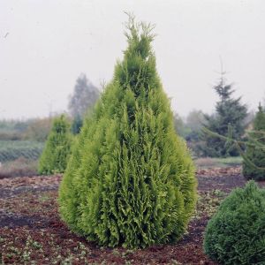 Chamaecyparis Lawsoniana Ivone
