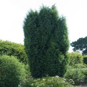 Juniperus Communis Suecica (Jeneverbes)