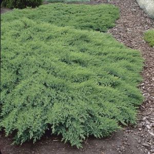 Juniperus Sabina Rockery Gem