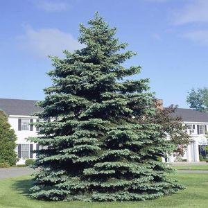 Picea pungens Glauca Blauwspar
