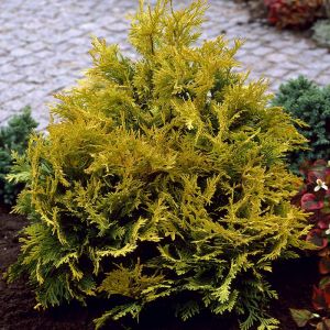 Thuja occidentalis Sunkist (Levensboom)