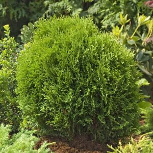Thuja occidentalis Tiny Tim (Levensboom)