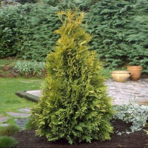 Thuja occidentalis Yellow Ribbon