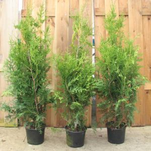 Thuja occidentalis Brabant Levensboom