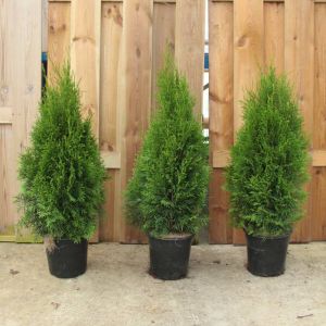 Thuja Smaragd Pot