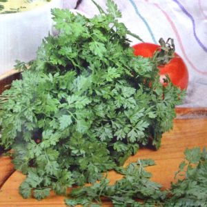 Chervil fine curled